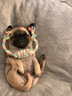 淮爵巴哥犬幼犬八哥寵物狗狗活體小狗活物幼崽純種小型犬定金 混血級 隨機 曬單實拍圖