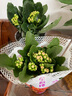 中夢  長壽花重瓣大花鮮花家用家養(yǎng)花卉室內(nèi) 驚艷+金狐貍 含原盆 曬單實拍圖