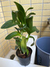 香水石斛蘭盆栽土培水培植物石胡蘭苗花卉植物室內客廳陽(yáng)臺綠植Y 石斛蘭（早安盆） 曬單實(shí)拍圖