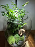 生命之樹(shù)苔蘚微景觀(guān)桌面生態(tài)瓶免打理辦公室盆栽真植物耐養禮物 五指山（成品種好） 曬單實(shí)拍圖