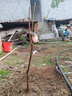果樹(shù)苗嫁接桃樹(shù)苗 特大油桃【蜜碩油桃苗】 大油桃樹(shù)苗當年結果 3年苗明年結果 81cm(含)-110cm(含) 曬單實(shí)拍圖
