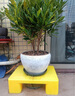 樂(lè)企塑料托盤防潮板墊倉(cāng)板超市地堆倉(cāng)庫(kù)棧板卡板醫(yī)院網(wǎng)格墊高底座 藍(lán)色40*40*12cm平板四腳 加厚款 曬單實(shí)拍圖