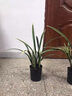 翁源蘭花墨蘭黃金日向金邊線藝蘭苗藝草銘品 好養(yǎng)濃香大氣 日向4苗【大壯苗】當年開花 曬單實拍圖