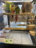 萬(wàn)寵匯 鳥(niǎo)活體虎皮鸚鵡籠養(yǎng)牡丹玄風(fēng)活鳥(niǎo)學(xué)說(shuō)話(huà)手養(yǎng)小太陽(yáng)鸚鵡和尚鸚鵡 小太陽(yáng)鸚鵡1只（顏色公母?jìng)渥ⅲ?曬單實(shí)拍圖