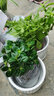 牡丹吊蘭盆栽垂吊植物室內(nèi)陽臺(tái)綠植 牡丹+金魚+金邊【加侖盆】 曬單實(shí)拍圖