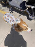 智宙狗狗衣服夏天金毛大型犬戶外夏季防曬衣薩摩耶防掉毛薄款防蟲(chóng)背心 白色小熊背心 彈力大 6XL(胸圍98CM 約110斤寵物) 曬單實(shí)拍圖