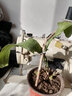 闌兮閣令箭荷花曇花大花重瓣品種帶根苗花卉綠植盆栽 粉美人10到15厘米帶根 買(mǎi)2送1 不含盆 曬單實(shí)拍圖