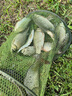 川澤魚竿纏把帶防滑吸汗防水防電釣竿龍骨手把纏繞帶魚桿PU握把帶 熒光綠2.0m【PU+EVA記憶龍骨】 2條裝【防滑耐磨 握持感更佳】 曬單實(shí)拍圖