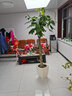植男植女幸福樹(shù)造型綠寶盆栽綠色植物客廳室內大型綠植辦公室喬遷源頭直發(fā) 曬單實(shí)拍圖