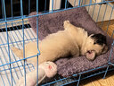 碧影巴哥犬幼犬純種活體寵物狗狗巴哥犬八哥犬幼犬活體幼崽憨厚哈巴狗 寵物級(jí)  普通款 弟弟 曬單實(shí)拍圖
