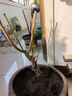 綠達(dá)紅梅盆景樹樁盆栽梅花老樁植物地栽室內(nèi)綠植耐寒紅梅樹苗梅花樹苗 紅梅5年盆景（今年冬天開花） 曬單實(shí)拍圖
