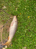 釣嗨尼活魚袋加厚耐磨沖氧便攜釣魚折疊養(yǎng)魚袋漁獲裝魚袋魚護桶垂釣用品可作釣魚袋多功能釣魚袋子垂釣裝備 （推薦款）充氧款活魚袋-小號（建議5斤以下魚獲使用 曬單實拍圖