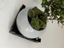 墨一袖珍椰子盆栽 花卉植物室内绿植办公室绿植欧式ins风美观室内好养 实拍图