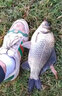 魚(yú)誘搖三搖粘粉餌料套裝正品野釣鯽魚(yú)專(zhuān)用搭配鄧剛推薦血蠶蛹誘魚(yú)小藥 搖三搖【1瓶】避小魚(yú) 曬單實(shí)拍圖