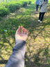 歐迪惠jk制服連衣裙女裝新款2025年秋季襯衫小香風(fēng)百褶短裙子女衣服套裝 單襯衫上衣 M 曬單實(shí)拍圖