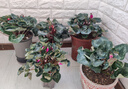 御春閣仙客來(lái)盆栽室內花卉 兔子花 花苗兔耳花蘿卜海棠帶盆帶花帶土發(fā)貨 5盆仙客來(lái)混色隨機 曬單實(shí)拍圖