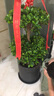 仙植緣【同城配送】搖錢樹金錢榕三層榕綠植大型盆栽陽臺觀葉植物 搖錢樹（黑瓷盆）約1.7米 曬單實(shí)拍圖