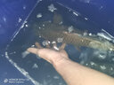辰義釣鰱鳙籠手竿小彈簧餌鰱鳙托餌器線組彈簧專用爆炸鉤漁具釣魚配件 鰱鳙彈簧（50個裝） 曬單實拍圖