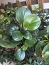 綠有意金鉆盆栽植物水培綠植花卉多肉辦公室內(nèi)去吸除甲醛鉑金鉆綠公主 金鉆20cm3棵(原土盆)+營養(yǎng)液 含盆 曬單實拍圖