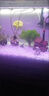 森淵魚缸底砂造景沙溪流石沙專用底部砂石白沙火山石河沙沙子底沙鋪底 【5斤裝】天然火山石3-6mm 曬單實(shí)拍圖