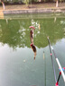 一味化氏活魚(yú)袋加厚耐磨便攜釣魚(yú)折疊魚(yú)袋漁獲裝魚(yú)袋垂釣用品 MINI款【65*68cm 無(wú)增氧孔】 曬單實(shí)拍圖