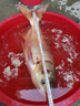 大頭魚籠鉤水怪鉤鷹爪 釣魚水雷水怪爆炸鉤釣籠燈籠 鰱鳙釣組套裝 13號 曬單實(shí)拍圖
