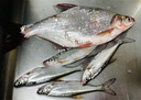 Wifreo路亞夜光擋珠原色發(fā)光誘魚熒光小擋豆垂釣圓形夜光珠路亞餌小配件 超亮長效夜光珠【5mm】白色 曬單實(shí)拍圖