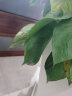 墨一绿萝柱盆栽大型绿植花卉室内客厅办公室大颗 绿萝柱1.2-1.4m含盆 晒单实拍图