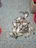 福翼子線(xiàn)雙鉤成品改良金袖輕口袖鉤綁好魚(yú)鉤防纏繞有刺鯽魚(yú)鉤 有刺【線(xiàn)0.6#/鉤6#/長(cháng)45cm對折】 輕口袖20付/盒 曬單實(shí)拍圖