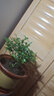 臨雅正宗清香木盆栽室內驅蚊草植物胡椒葉子辦公室花卉真正的盆景綠植 清香胡椒木大苗-原盆原土+肥料 曬單實(shí)拍圖