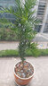 正宗南方北方東北紅豆杉樹苗 曼地亞紅豆杉 綠植盆栽花卉室內(nèi)辦公室水培植物 辦公桌面綠色觀葉紅豆樹盆景 小苗20-30厘米高 曬單實(shí)拍圖