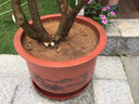 陶林陶瓷花盆特大號粗陶紫砂陶土大號花盆客廳蘭花盆粗砂盆景透氣 紅盆平口圓盆口徑60cm 曬單實(shí)拍圖