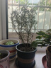種花迷迷迭香盆栽室內驅蚊植物香草薄荷苗煎牛排烘焙裝飾可食用花卉綠植 【2盆】迷迭香中苗（加侖盆*2） 曬單實(shí)拍圖