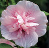 虹越（HONGYUE）花園新品木槿盆栽苗 多品種可選庭院花灌木植物【HN木槿】粉雪紡（2加侖帶盆） 曬單實(shí)拍圖