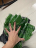 魅扣仿真葡萄葉藤條吊頂樹(shù)葉子假花藤蔓水管道裝飾纏繞綠植物塑料綠葉 399米中號(hào)葉【15葡萄15燈籠】 曬單實(shí)拍圖