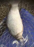魚(yú)誘秋冬釣鯽魚(yú)小藥釣鯉魚(yú)秋冬野釣專(zhuān)用鯉草鰱鳊黑坑水庫釣魚(yú)餌料窩料 1瓶裝【60g大師調配】 曬單實(shí)拍圖