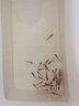 聽白閣熱帶魚觀賞魚活體紅綠燈寶蓮燈燈科魚小型觀賞魚淡水魚群游燈科魚 紅綠燈5條(備損1條) 曬單實(shí)拍圖