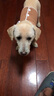 絲萌百麗小狗狗的衣服保暖狗衣服小型犬秋冬天加厚比熊泰迪博美寵物衣服 咖色 M碼約4-6斤 曬單實(shí)拍圖