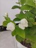 臨雅茉莉花苗盆栽高端濃香型四季開(kāi)花卉室內(nèi)桌面植物源頭直發(fā) 花瓣盆 曬單實(shí)拍圖
