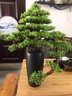 樸記 禪意新中式仿真迎客松藝術(shù)品擺件客廳酒店玄關(guān)辦公桌軟裝室內(nèi)創(chuàng)意陶瓷盆景家居根雕桌面裝飾品 崖柏迎客松組合 曬單實拍圖