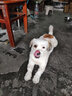 么么獸狗糧凍干雙拼幼犬成犬小中大型犬通用型挑食狗狗糧全價(jià)糧全階段 雞肉味【1.5kg】一包裝 曬單實(shí)拍圖