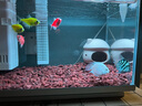 瘋狂水草魚(yú)缸造景裝飾躲避屋裝飾擺件迷你鸚鵡魚(yú)小魚(yú)繁殖屋陶罐魚(yú)窩 【組合搭配】蘑菇屋+白紋罐 曬單實(shí)拍圖