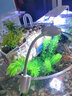 儷魚(yú) 小魚(yú)缸照明LED燈 圓形方形缸通用小夾燈 5W高亮度 仿日光 不頻閃 紅白藍夾燈5W（USB款） 曬單實(shí)拍圖