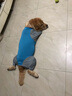 SLPC狗狗衣服四腳衣夏季大型犬金毛拉布拉多衣服防掉毛家居服寵物衣服 藍(lán)灰拼色 L（約45到60斤） 曬單實(shí)拍圖