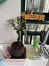 歐悟小葉紫檀樹(shù)樁盆景室內陽(yáng)臺盆栽花卉 黑骨檀綠植耐寒植物帶盆帶土 樁形 高10-20厘米 單棵 曬單實(shí)拍圖