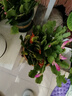 嫁接老漢蟹爪蘭苗新品種帶花苞盆栽陽(yáng)臺(tái)植物四季多色花卉 混色15顆(顏色隨機(jī)發(fā)貨) 不含盆 曬單實(shí)拍圖