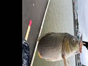 霸王戟皮筋顆粒魚(yú)餌料黑坑回鍋魚(yú)猾魚(yú)沾鯉魚(yú)鯽魚(yú)釣餌青魚(yú)秒粘豆釣魚(yú)料 新手黑坑【北方秋冬】爆護套餐 曬單實(shí)拍圖