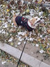 嬉皮狗（hipidog）圣誕麋鹿柯基衣服春秋裝柴犬小型中型犬狗狗喜慶新年寵物春季毛衣 藏藍色 XL(建議體重22-38斤) 曬單實(shí)拍圖
