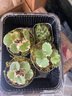 藥用及觀賞虎耳草苗 金絲荷葉苗金線吊芙蓉姬虎耳草 植物石荷葉花 超級劃算:3盆日本御所車小盆栽/只能觀賞 曬單實拍圖