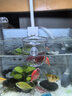 YEE魚(yú)缸換水器神器虹吸換水管抽水清洗砂便手動(dòng)清理清潔吸糞水器洗沙 【 加厚大號(hào)2.6米】鴨嘴口+花籃口 曬單實(shí)拍圖